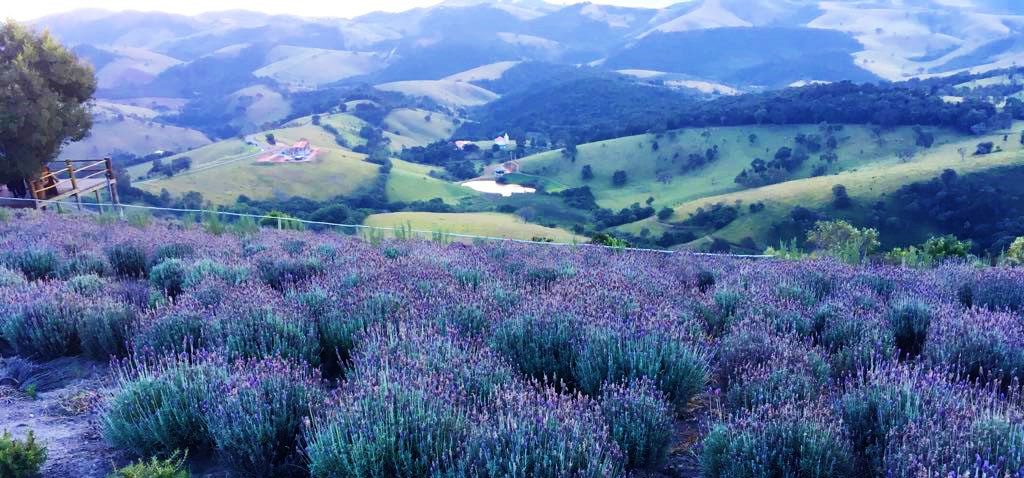 Vista de Cunha e lavandário