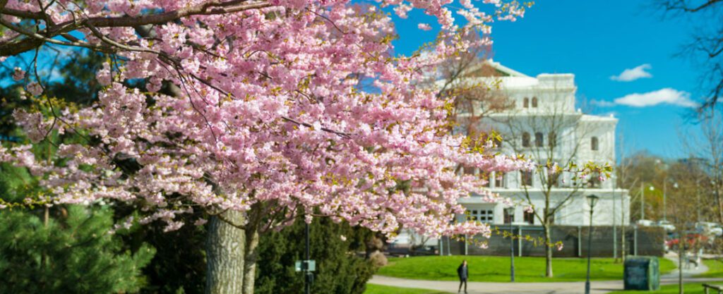 Primavera em Gotemburgo, Suécia. Floração e Stora Teatern (Grande Teatro) ao fundo