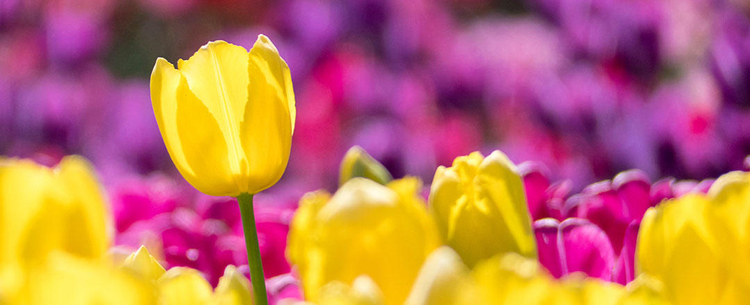 Tulipa amarela com fundo magenta
