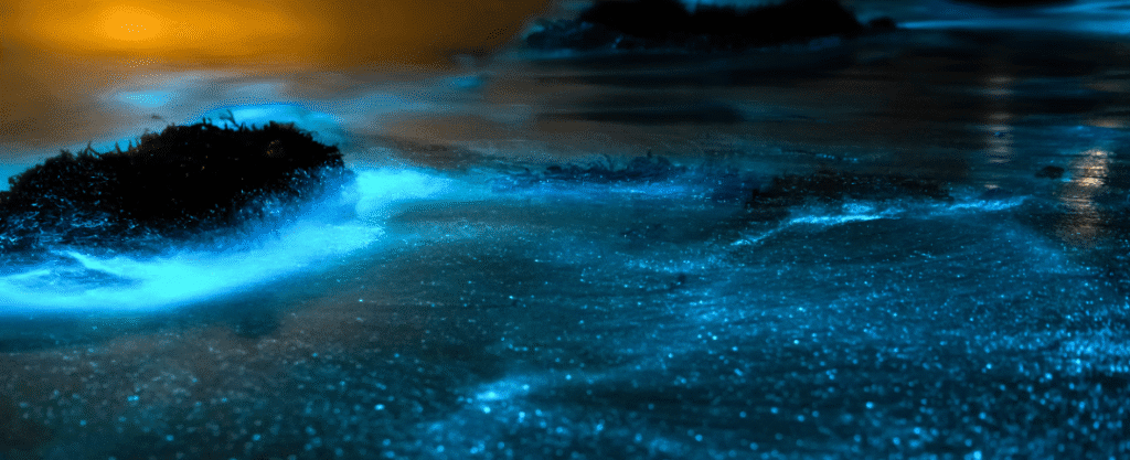 Bioluminescência em Jervis Bay, Austrália