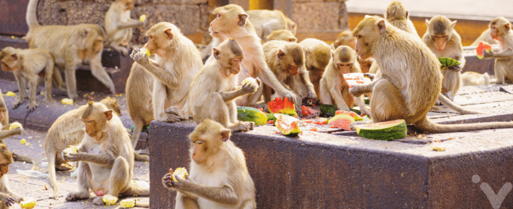 Bando de macaco comendo frutas em Lopburi