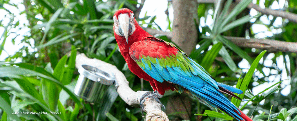 Amazônia, pássaro