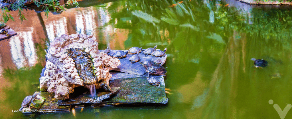 Tartarugas no jardim da estação de trem Atocha em Madri, Espanha
