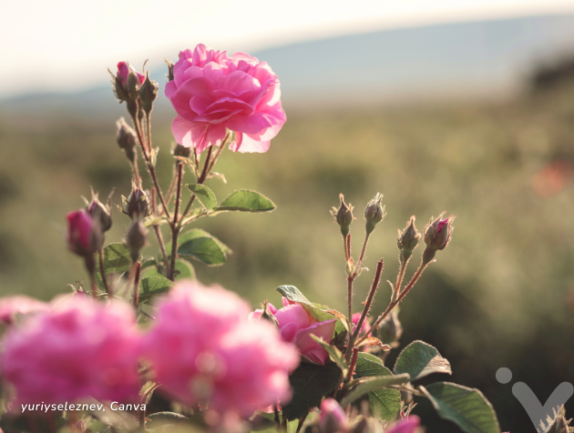 Rosas