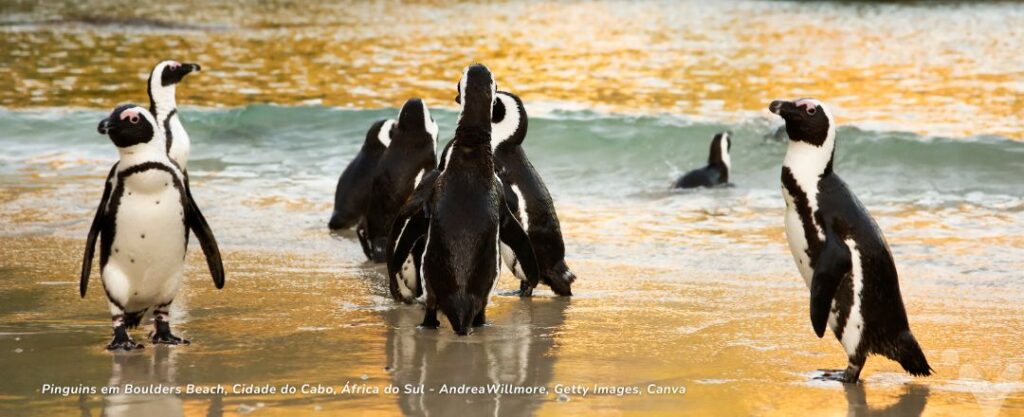 Pinguins em Boulders Beach, Cidade do Cabo, África do Sul