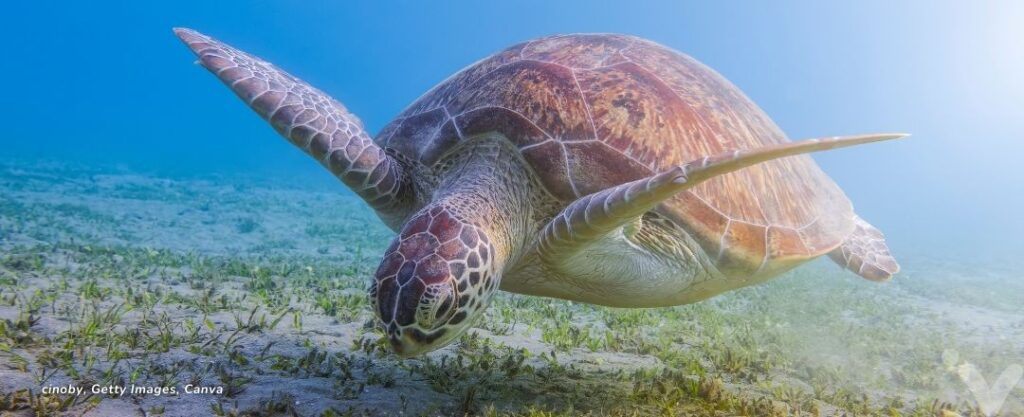 Tartaruga marinha em Marsa Alam, Egito