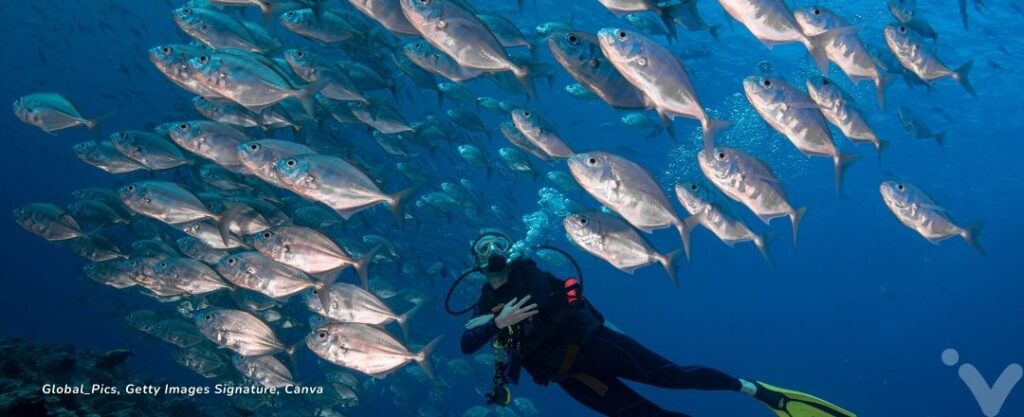Mergulhador em Palau