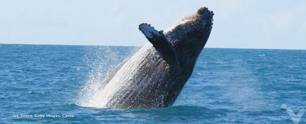 Baleia jubarte em Abrolhos, na Bahia